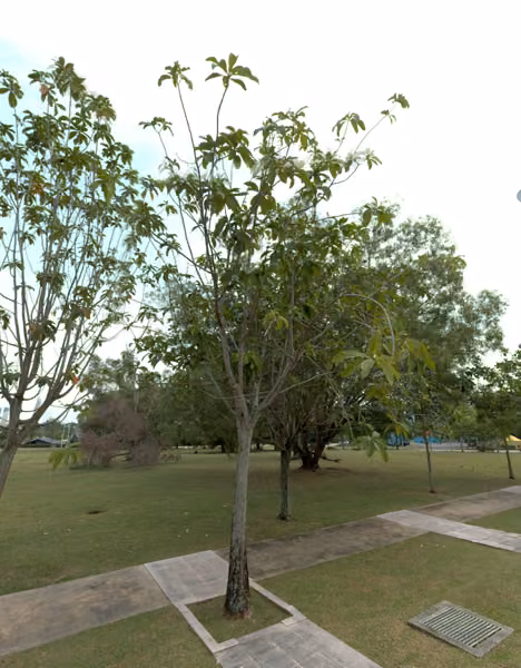 tree photo
