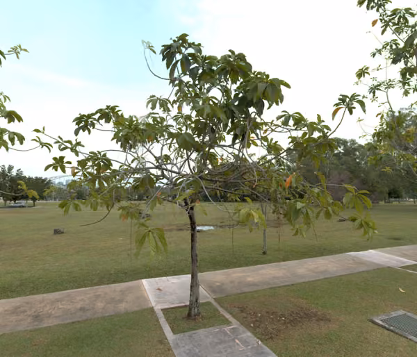 tree photo