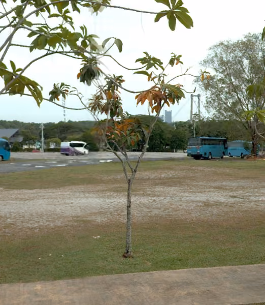 tree photo