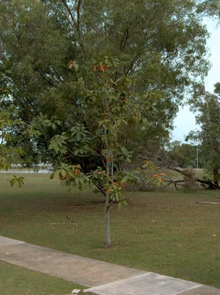 tree photo