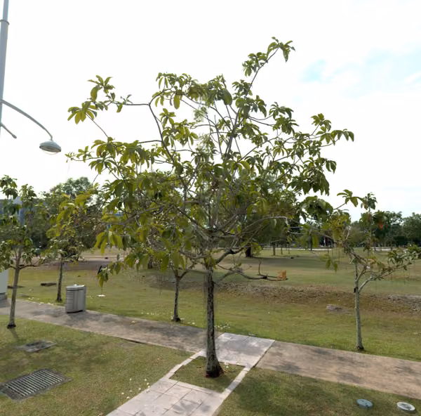tree photo