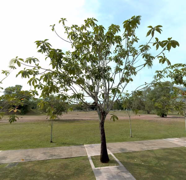 tree photo