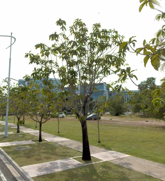 tree photo