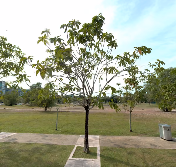 tree photo