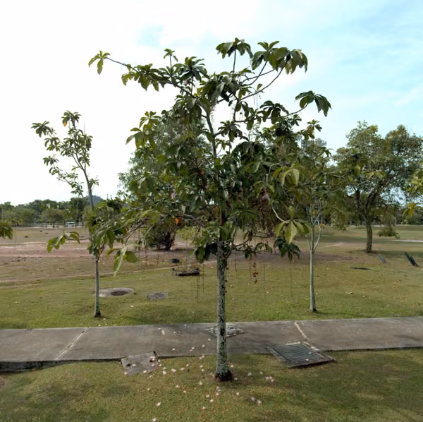 tree photo