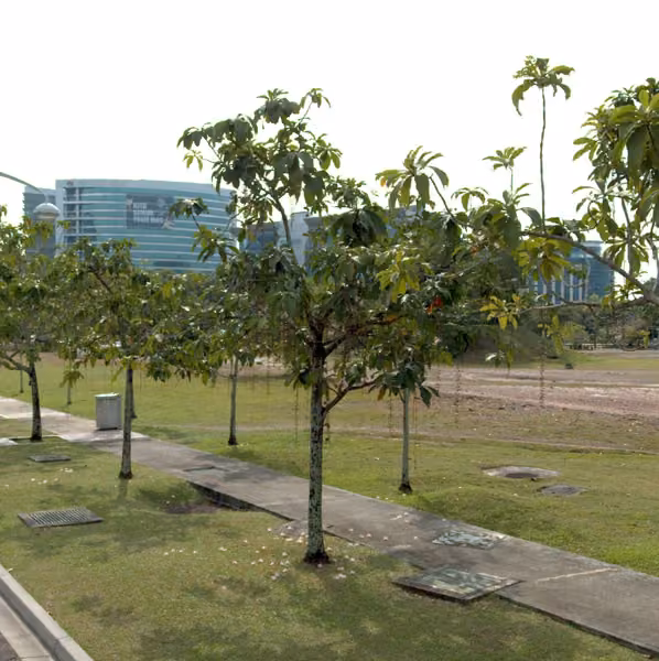 tree photo