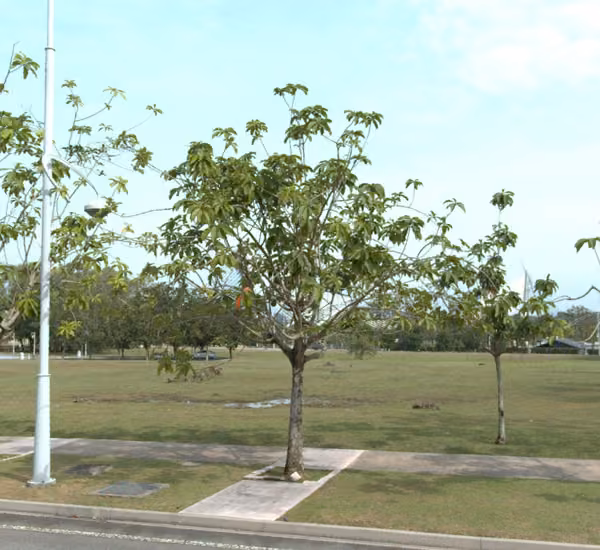 tree photo