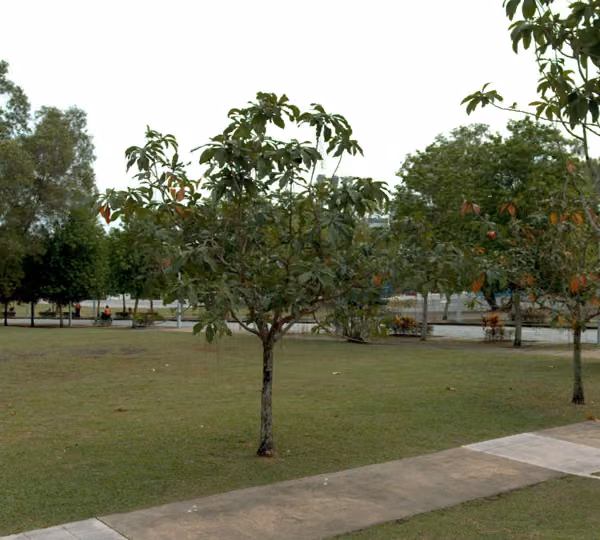 tree photo