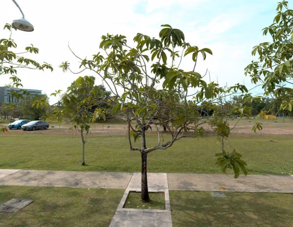 tree photo