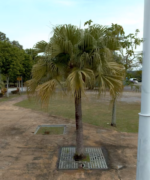 tree photo