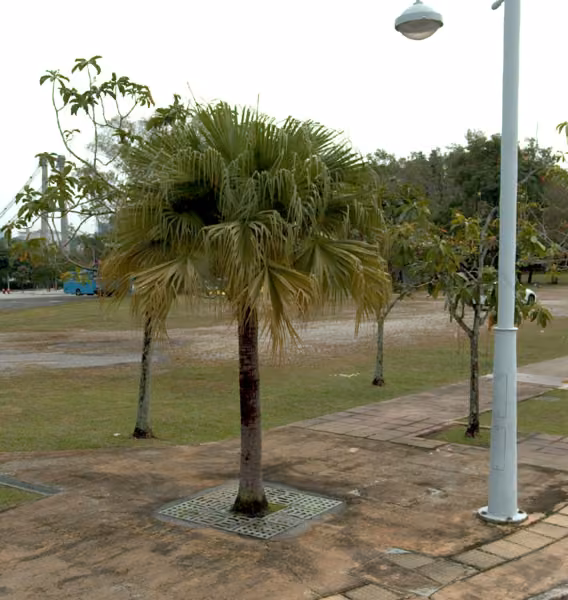 tree photo