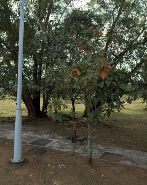 tree photo
