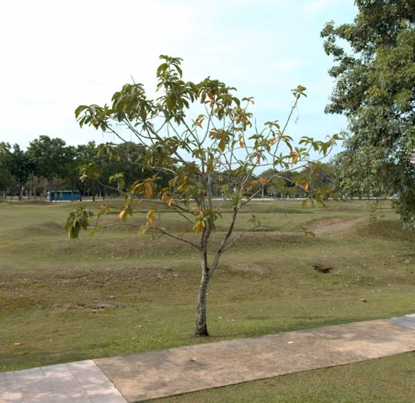 tree photo