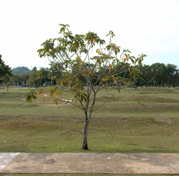 tree photo