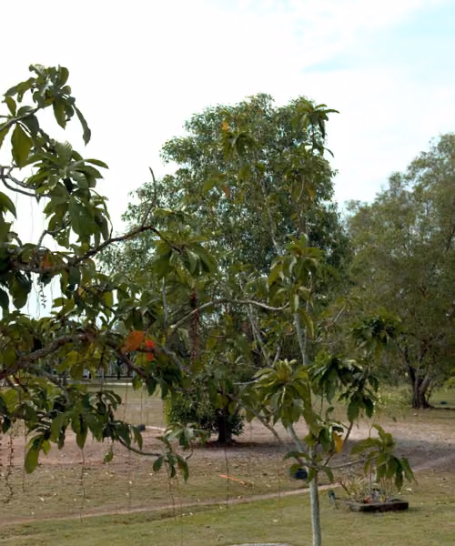 tree photo