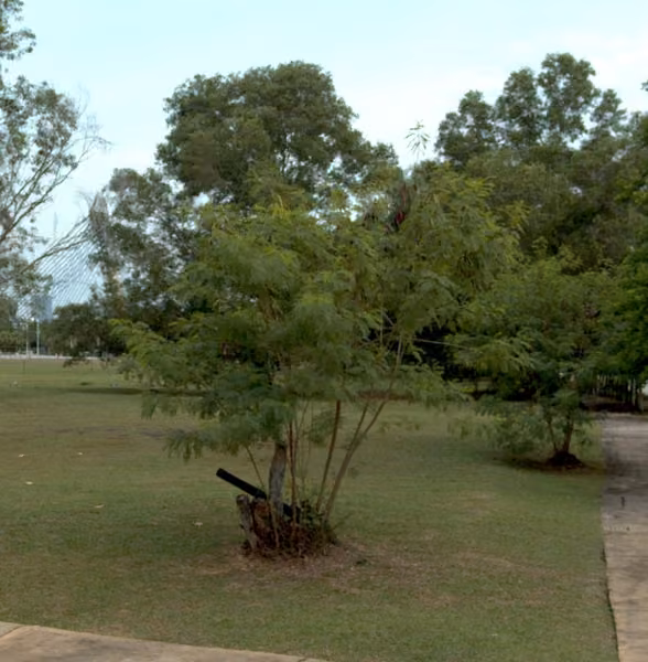 tree photo