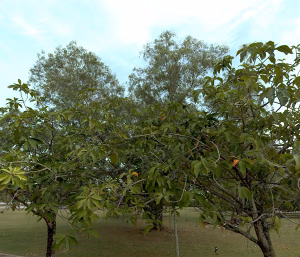 tree photo