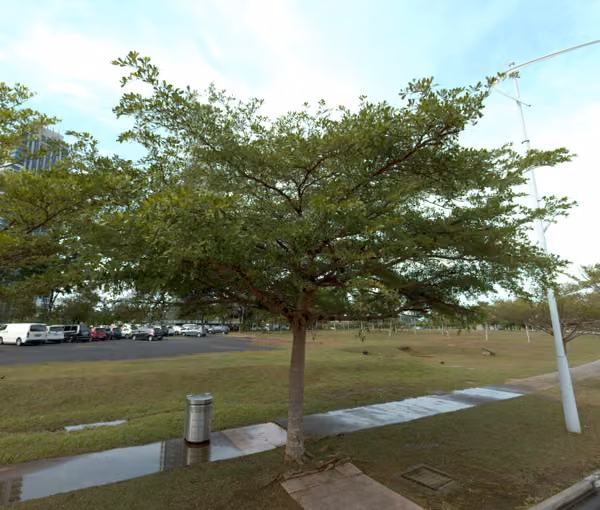 tree photo