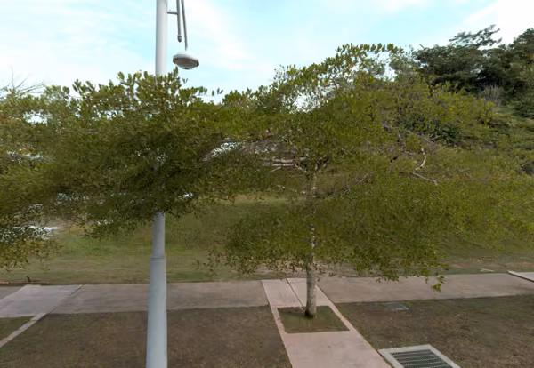 tree photo