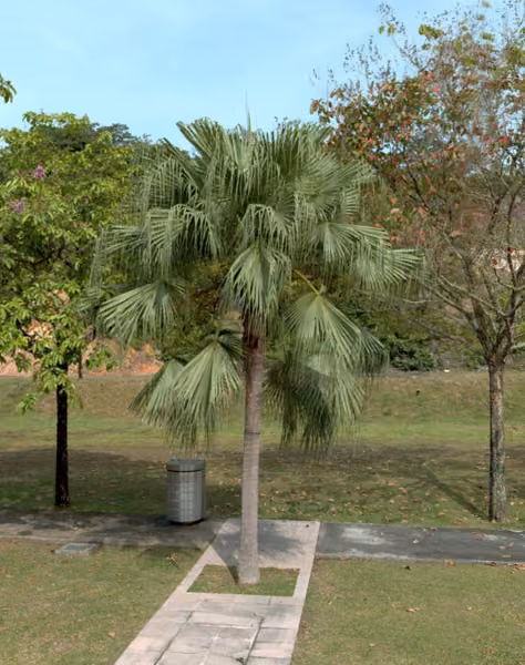 tree photo