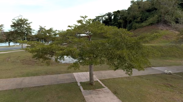 tree photo