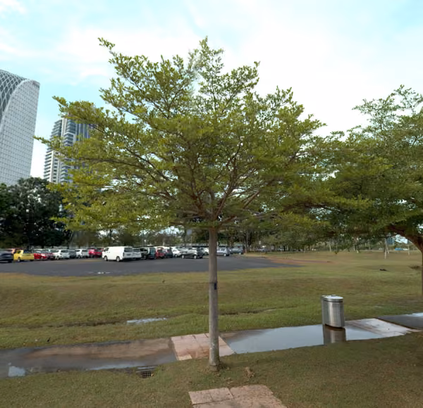 tree photo
