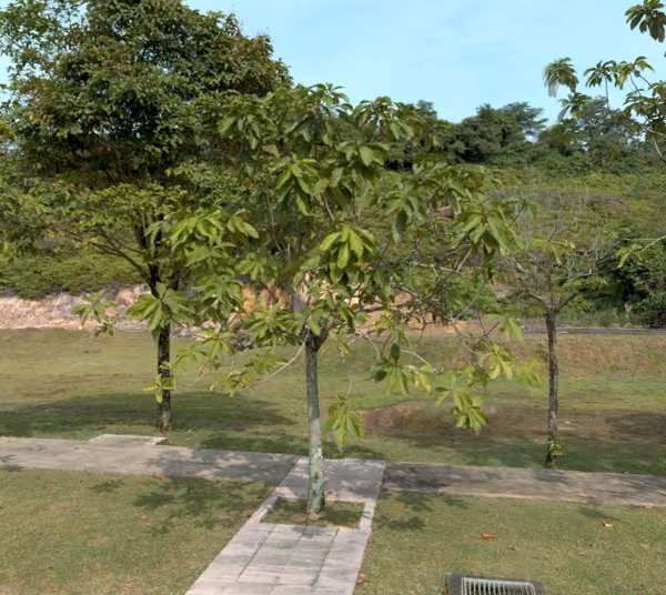 tree photo