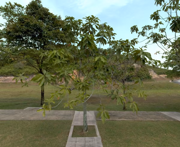 tree photo