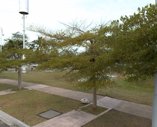 tree photo