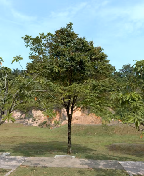 tree photo