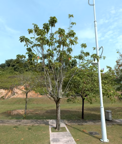 tree photo