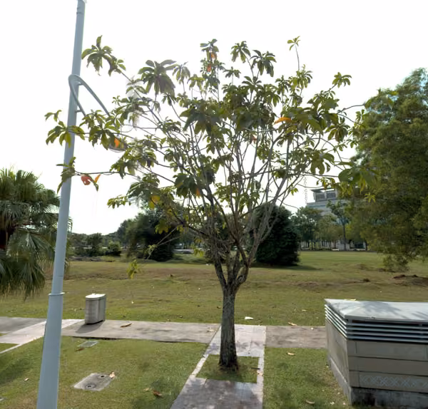 tree photo