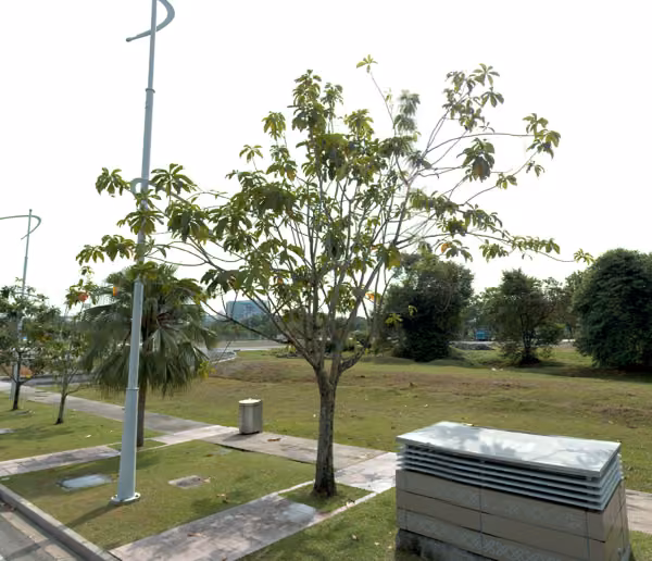 tree photo