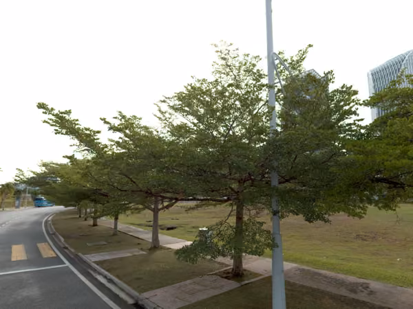 tree photo