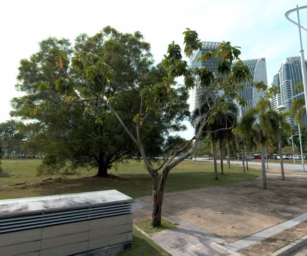 tree photo