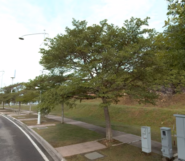 tree photo