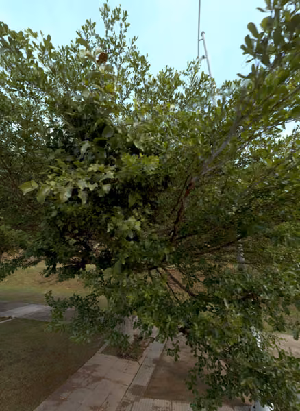 tree photo