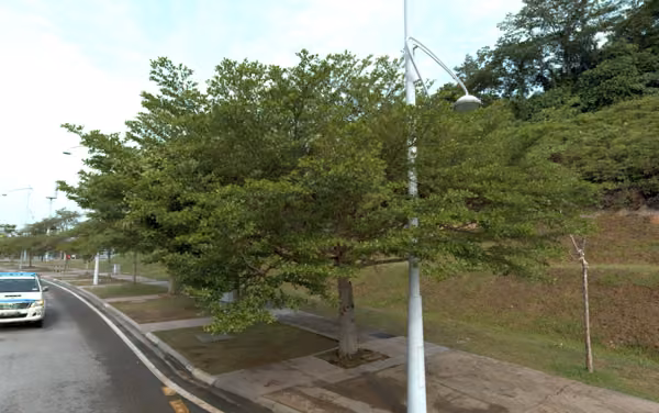 tree photo
