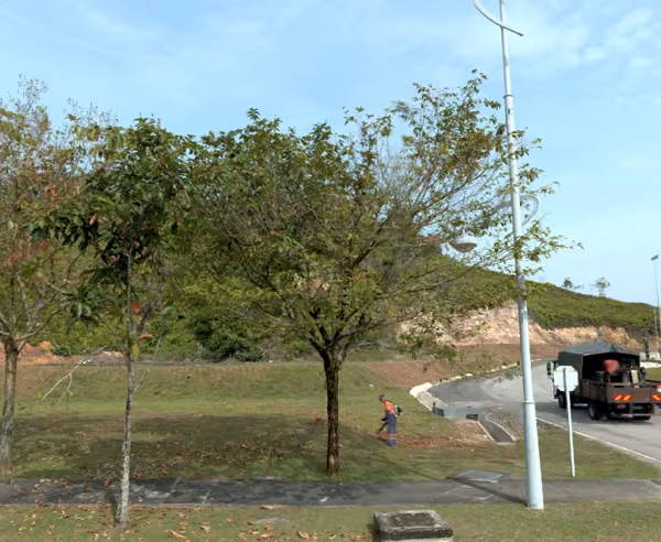 tree photo
