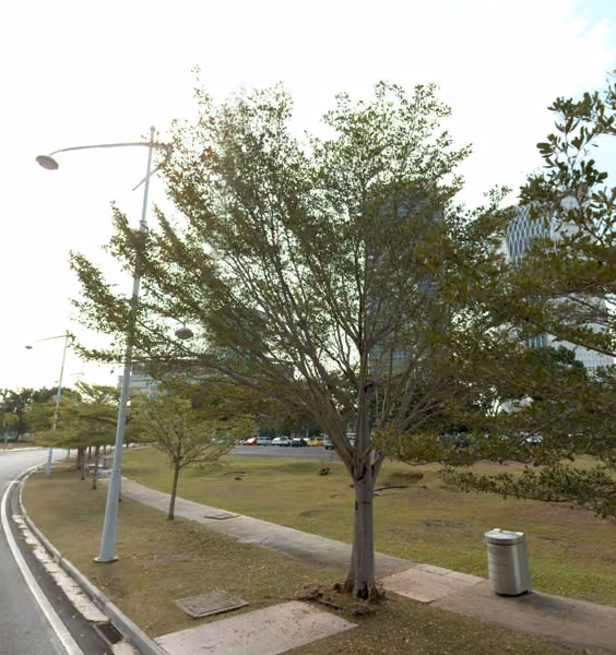 tree photo