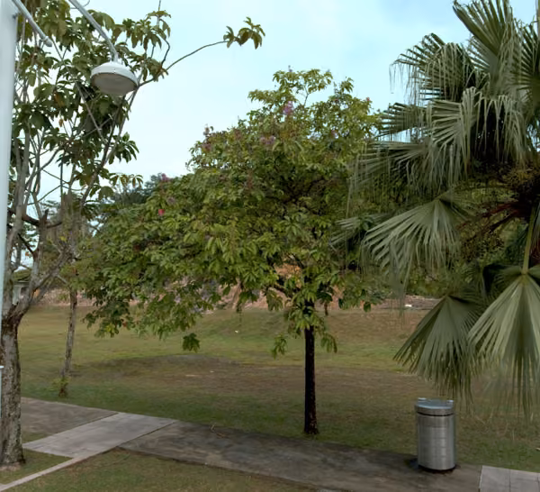 tree photo