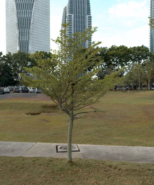 tree photo