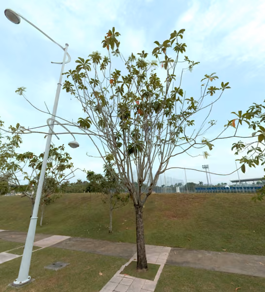 tree photo
