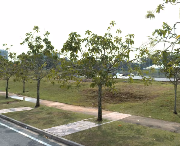 tree photo