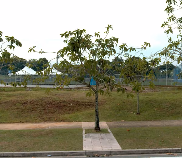 tree photo