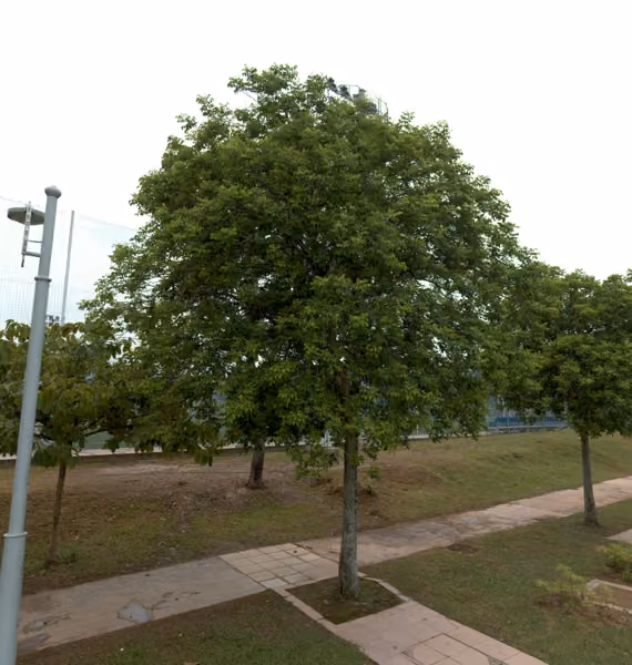 tree photo