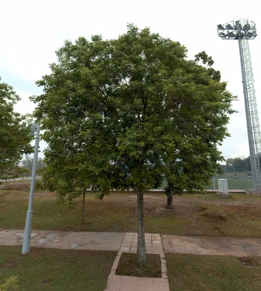 tree photo