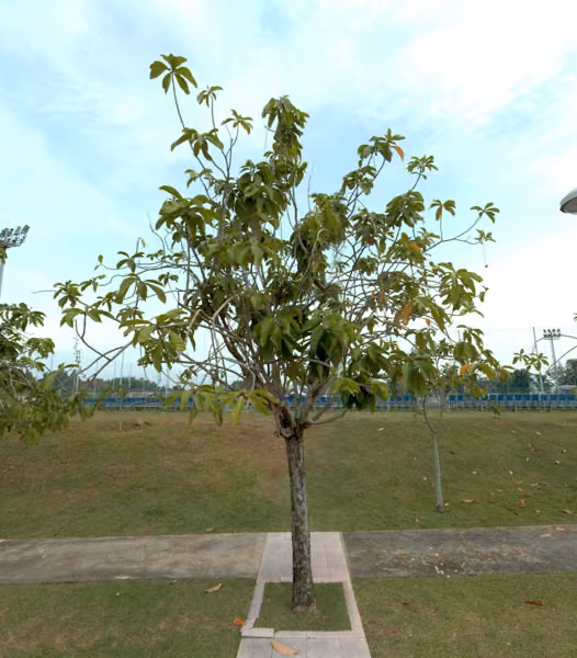 tree photo