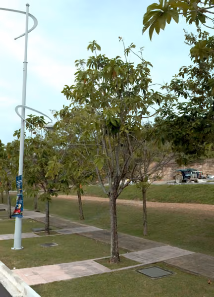 tree photo