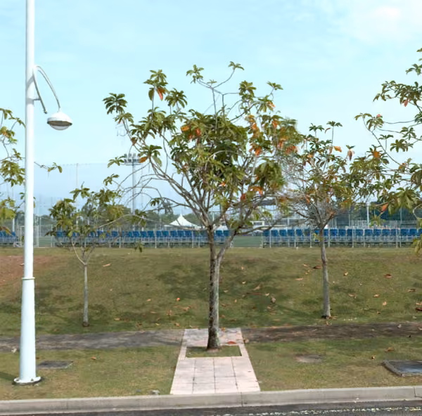 tree photo